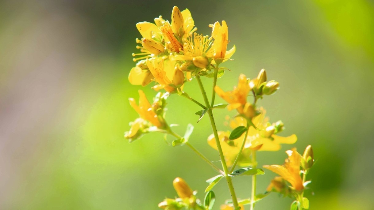 Psychiatrische Krankheitsbilder