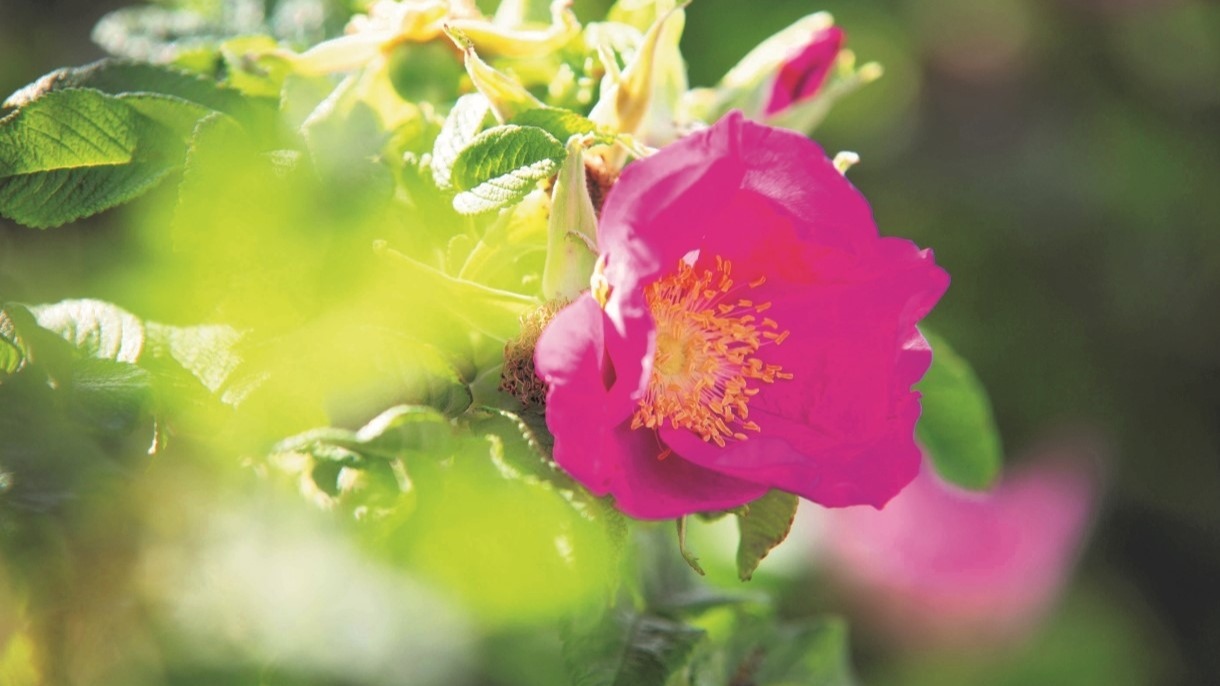 Palliative Care und Sterbebegleitung