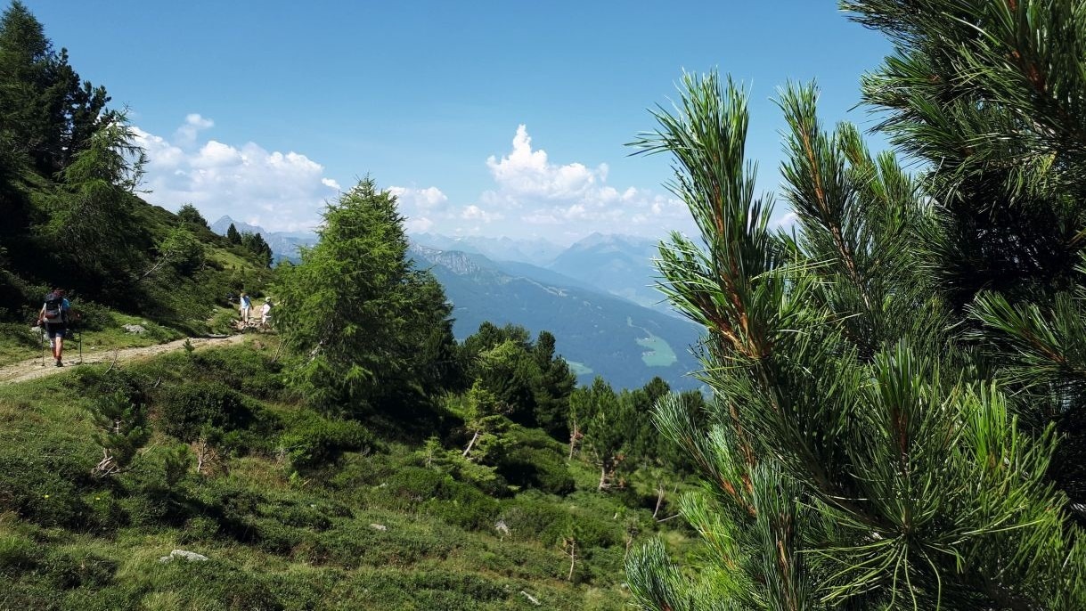 Exkursion zum Zirbenweg